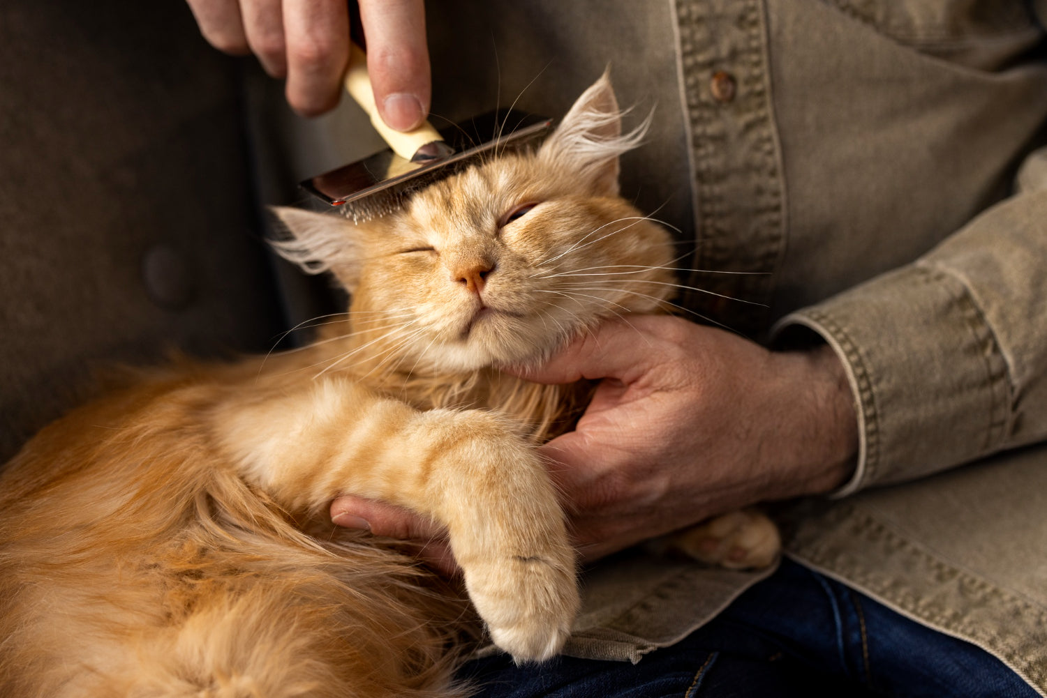 The Ultimate Guide to Grooming Tools for Dogs and Cats
